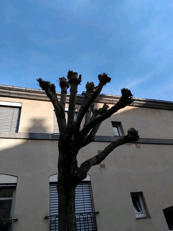 Élagage